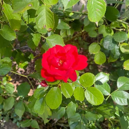 La Vecchia Stazione Rawenna